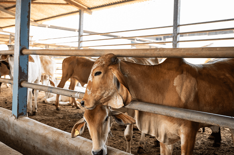 Urja Naturals Cow and Dairy Products